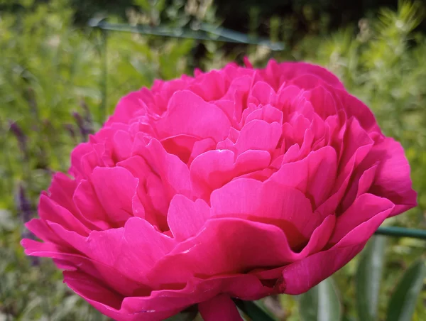 Sun'iy pion guldastasi